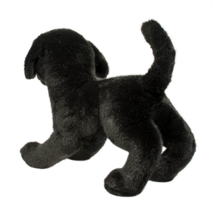 Chester Black Lab