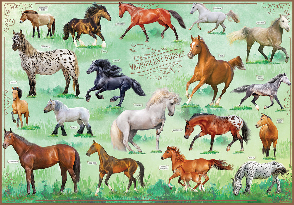 Magnificent Horses 500pc Puzzle + Booklet