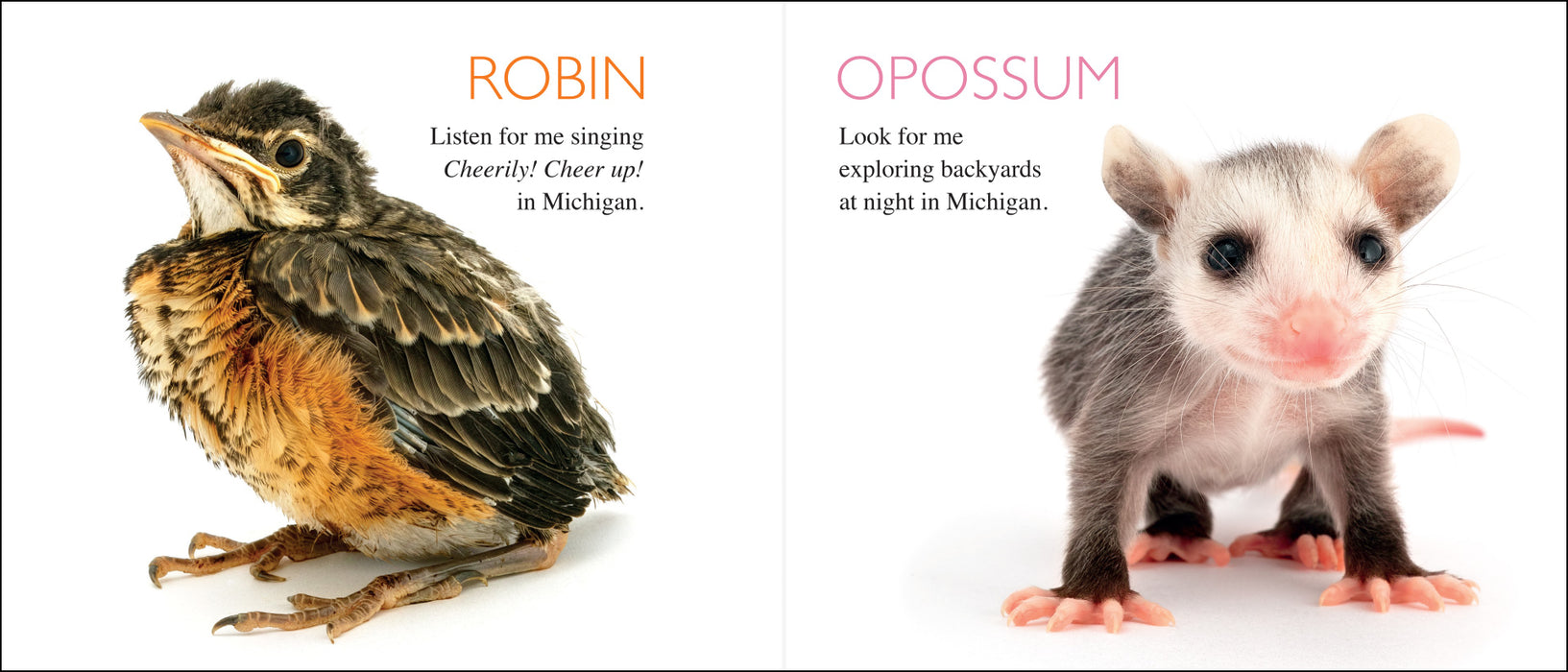 Curious Critters: Michigan Board Book
